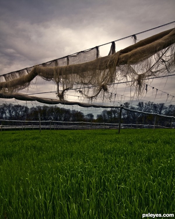 Tobacco Field photoshop picture